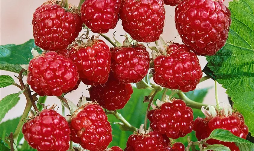 Rubus idaeus 'Ottawa'