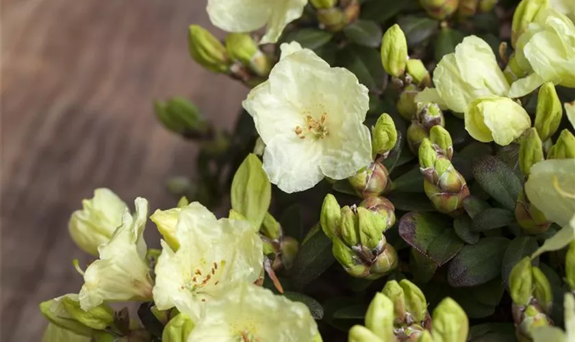 Rhododendron 'Wren'