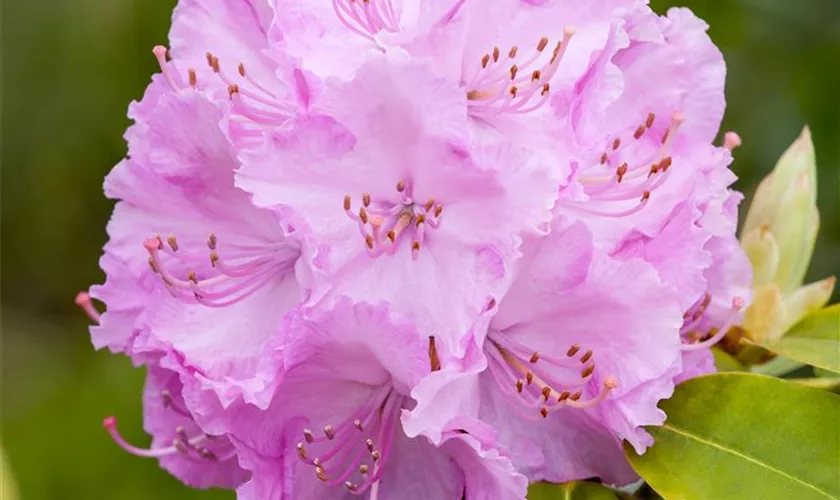 Rhododendron 'Rosa Millenium'®