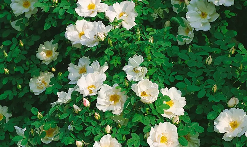 Rosa moyesii