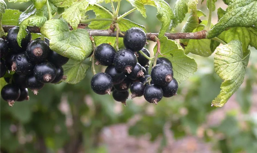 Ribes nigrum 'Tsema'