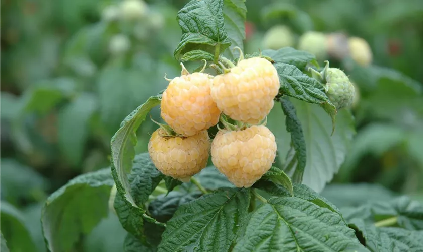 Rubus idaeus 'Poranna Rosa'®