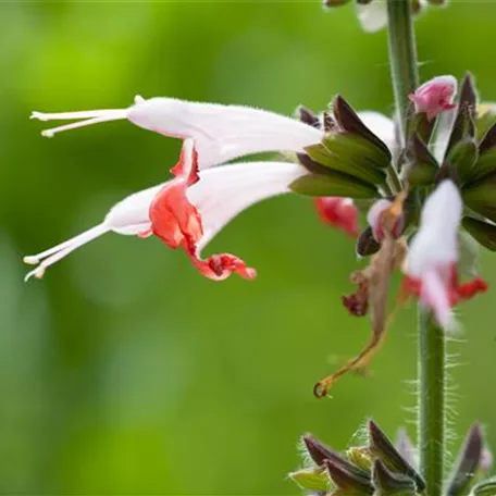 Garten-Blut-Salbei 'Coral Nymph'