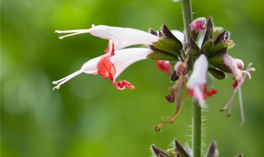 Salvia coccinea 'Coral Nymph'