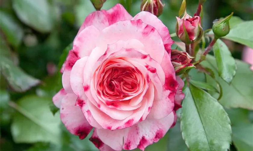 Rosa 'Rosenstadt Freising'®