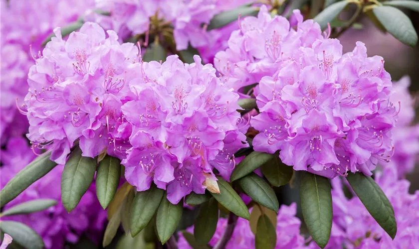 Rhododendron 'Roseum Elegans'