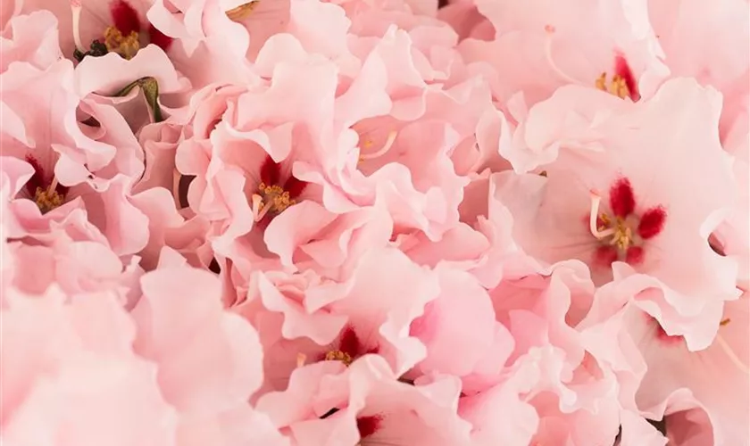 Yaku-Rhododendron 'Anna'