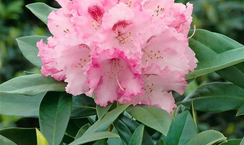 Yaku-Rhododendron 'Friede Springer'