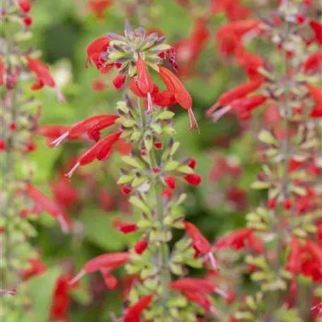 Garten-Blut-Salbei 'Lady in Red'