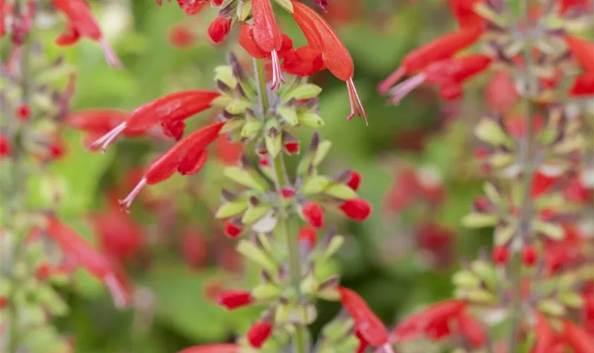 Salvia coccinea 'Lady in Red'