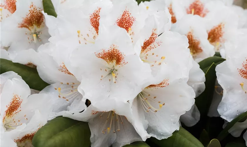 Yaku-Rhododendron 'Apollonia'