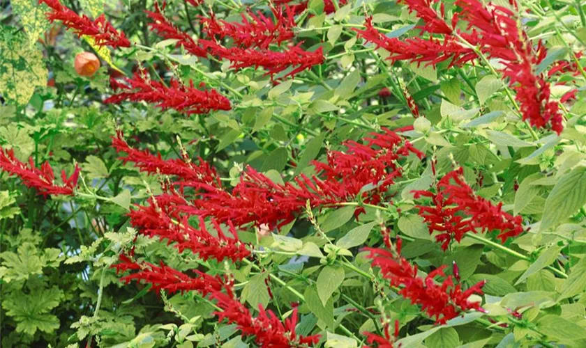 Salvia elegans 'Golden Delicious'