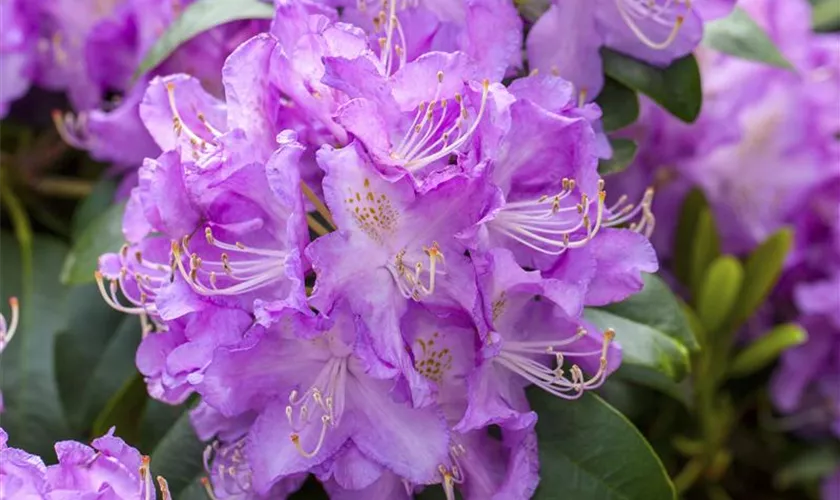 Rhododendron 'Roslyn'