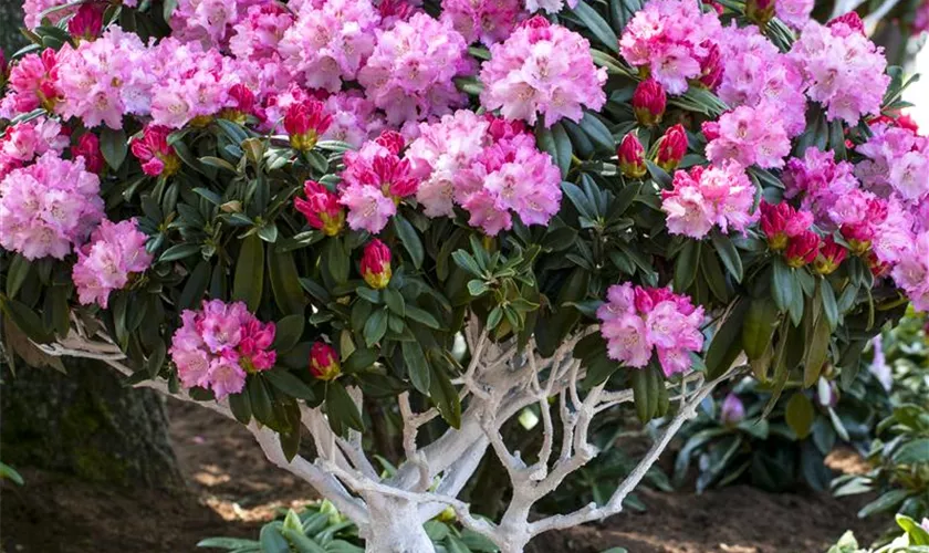 Yaku-Rhododendron 'Arabella'