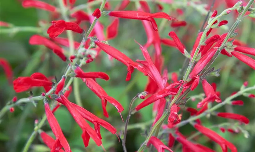 Salvia elegans 'Pino'