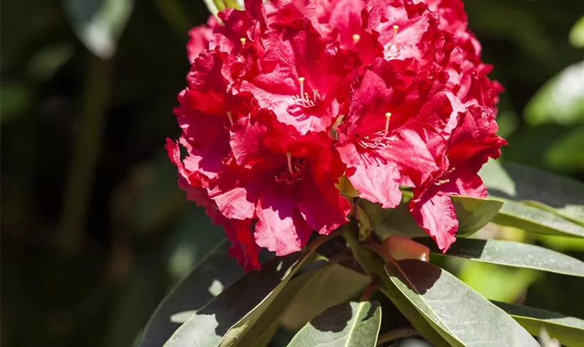 Rhododendron 'Roter Korsar'