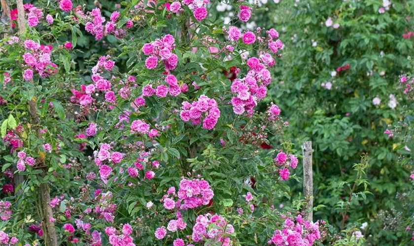 Vielblütige Rose 'Taunusblümchen'