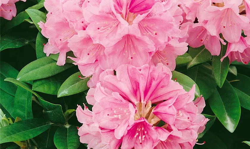 Yaku-Rhododendron 'Bad Sassendorf'