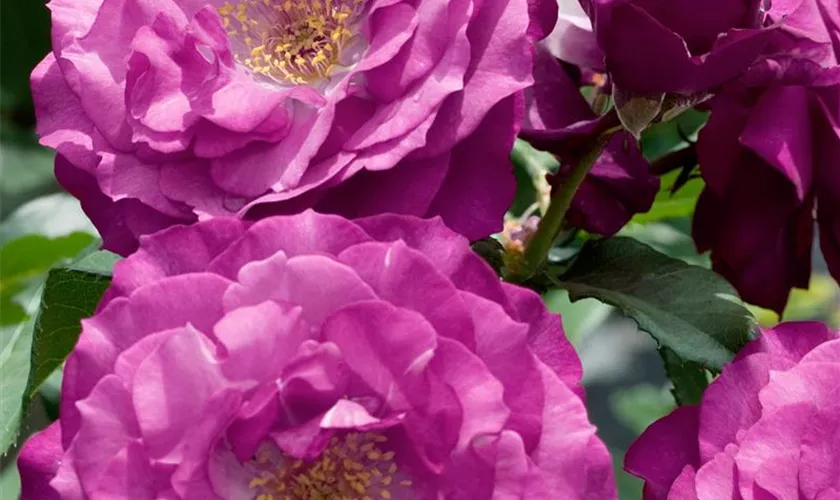 Rosa 'Veilchenblau'