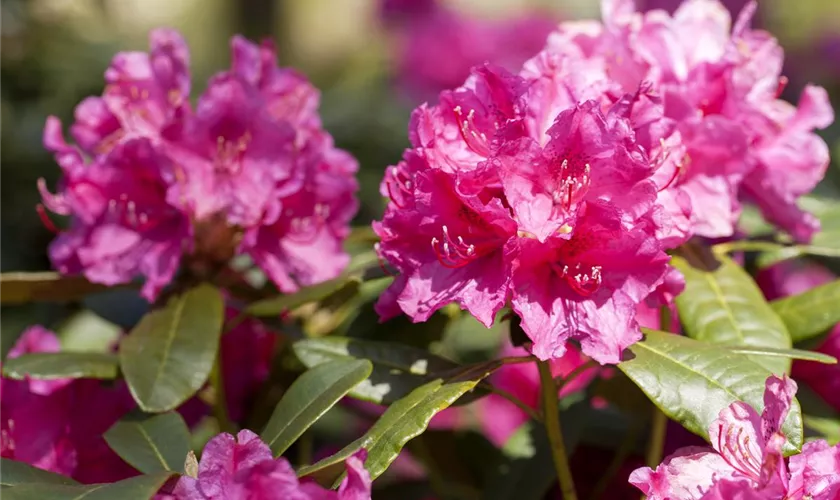 Rhododendron 'Rubescens'