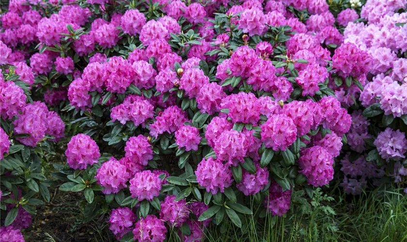 Yaku-Rhododendron 'Bad Zwischenahn'