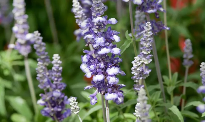 Salvia farinacea 'Fairy Queen'