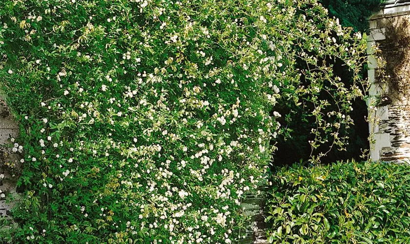 Rosa banksiae