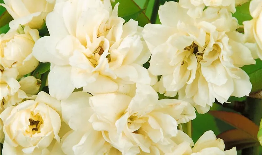 Rosa banksiae 'Alba Plena'