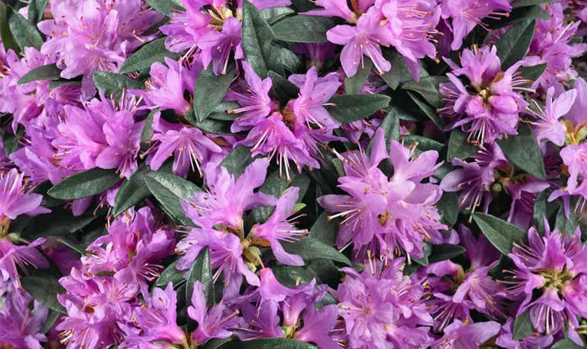 Rhododendron russatum 'Elke'