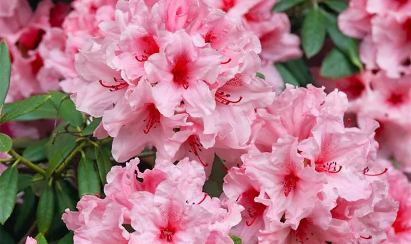 Yaku-Rhododendron 'Ballkönigin'