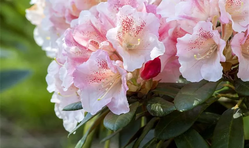 Rhododendron yakushimanum 'Berenike'