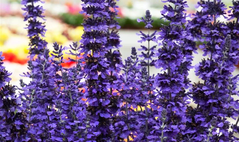 Salvia farinacea 'Mystic Spires Blue'