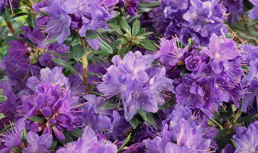 Rhododendron russatum 'Gletschernacht'