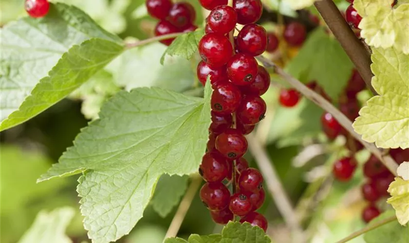 Ribes rubrum 'Rondom', Stamm