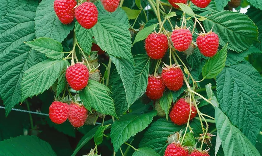 Rubus idaeus 'Valentina'