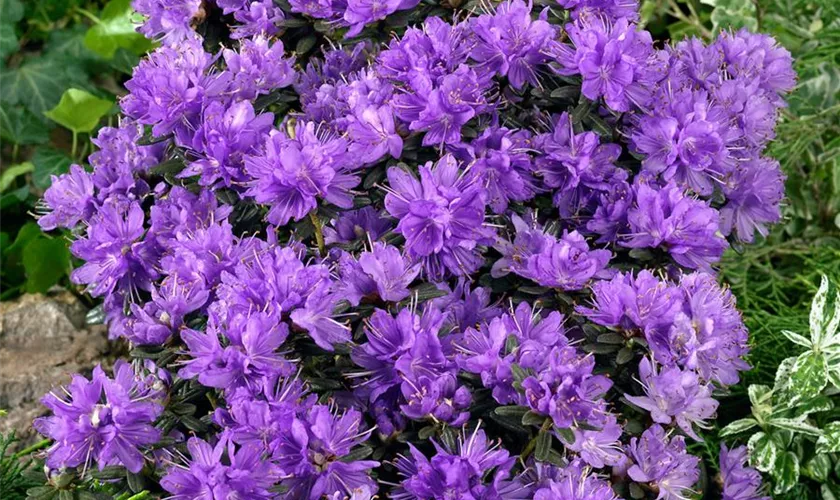 Rhododendron russatum 'Purple Pillow'