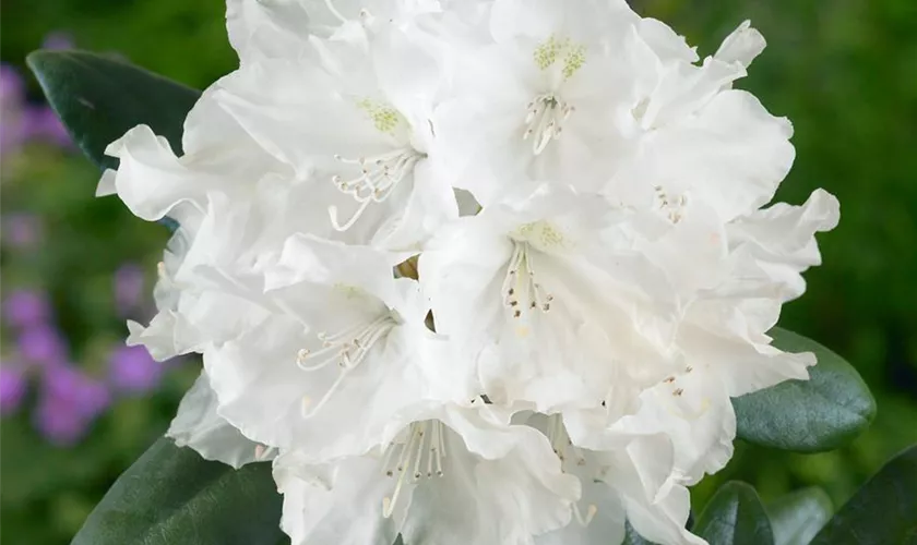 Yaku-Rhododendron 'Blue Leaves'