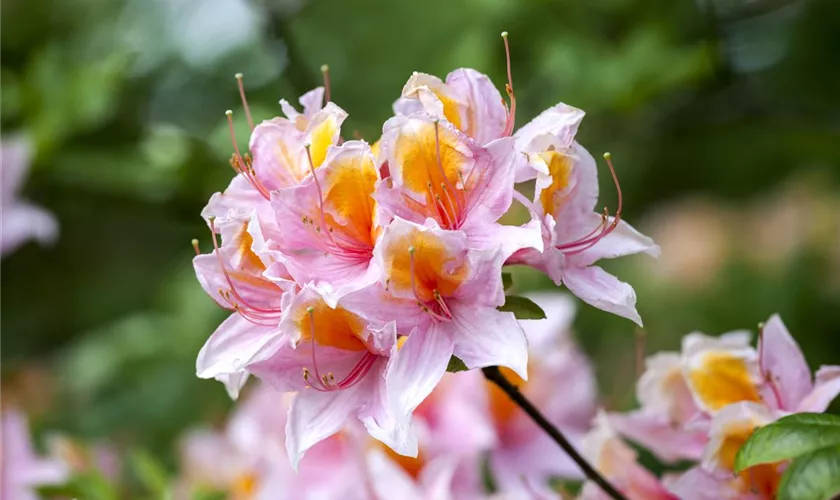 Rhododendron rustica 'Charles Rogier'