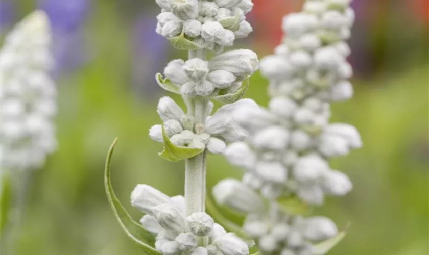 Salvia farinacea 'Victoria'