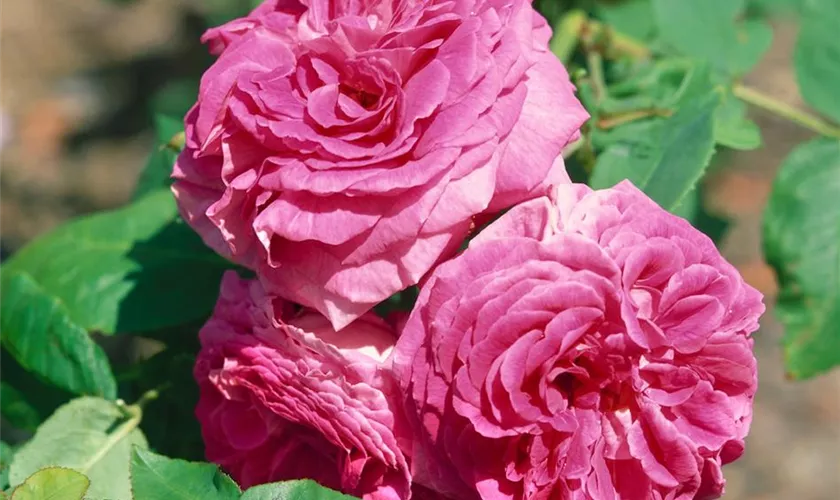 Edelrose 'Belle de Crecy'