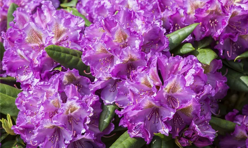 Yaku-Rhododendron 'Bohlken´s Lupinenberg'®