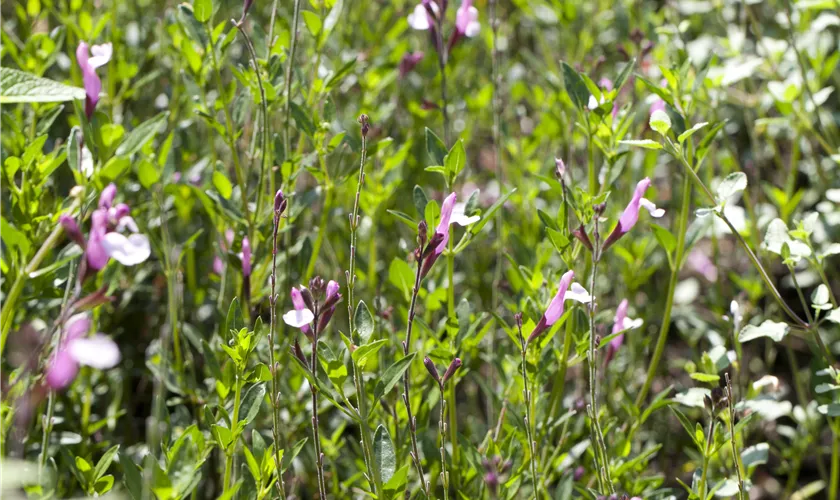 Salvia greggii