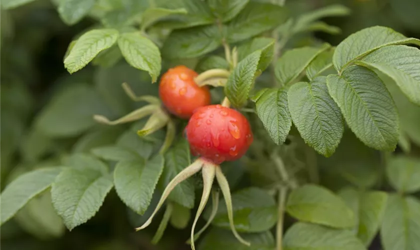 Rosa rugosa