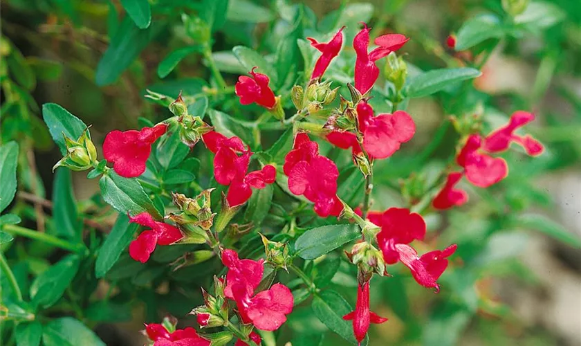 Salvia greggii 'Peach'