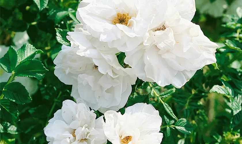 Rosa rugosa 'Blanc Double de Coubert'