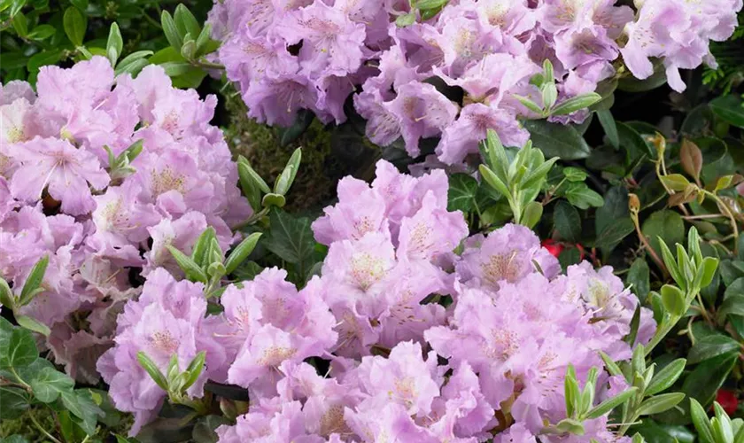 Rhododendron saluenense