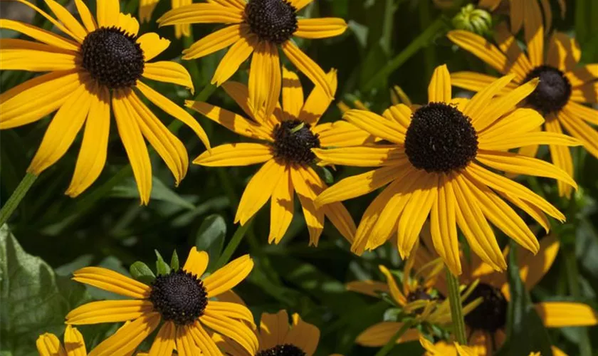 Rudbeckia fulgida var. sullivantii