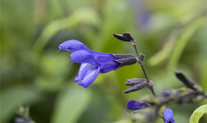 Salvia guaranitica 'Blue Enigma'