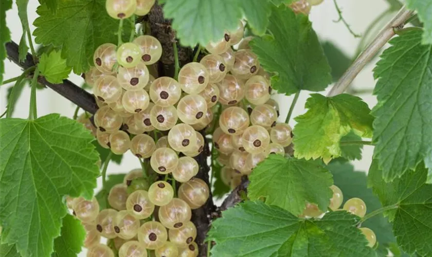 Ribes rubrum 'Zitavia', Stamm