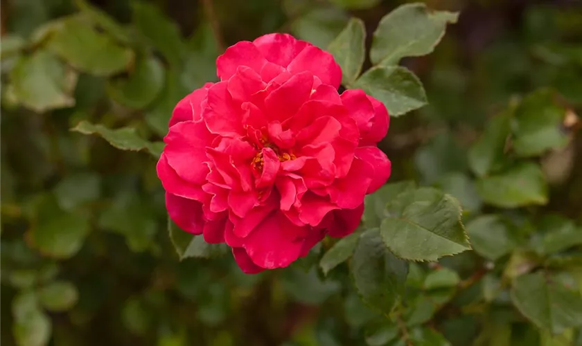 Strauchrose 'Europa-Rosarium Sangerhausen'